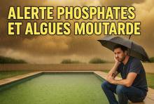 phosphate et algue moutarde dans les piscines